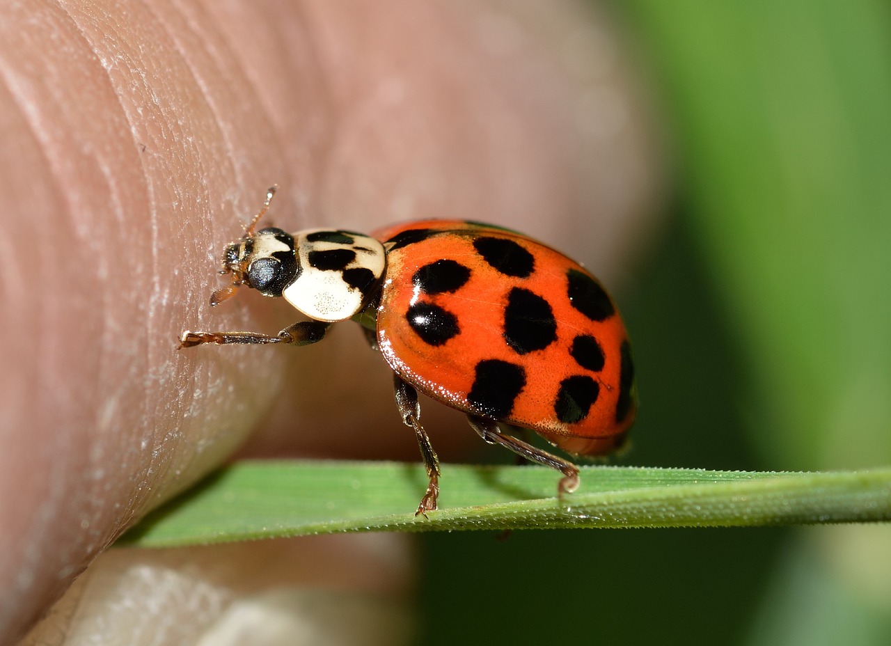 insects beetles hippodamia free photo