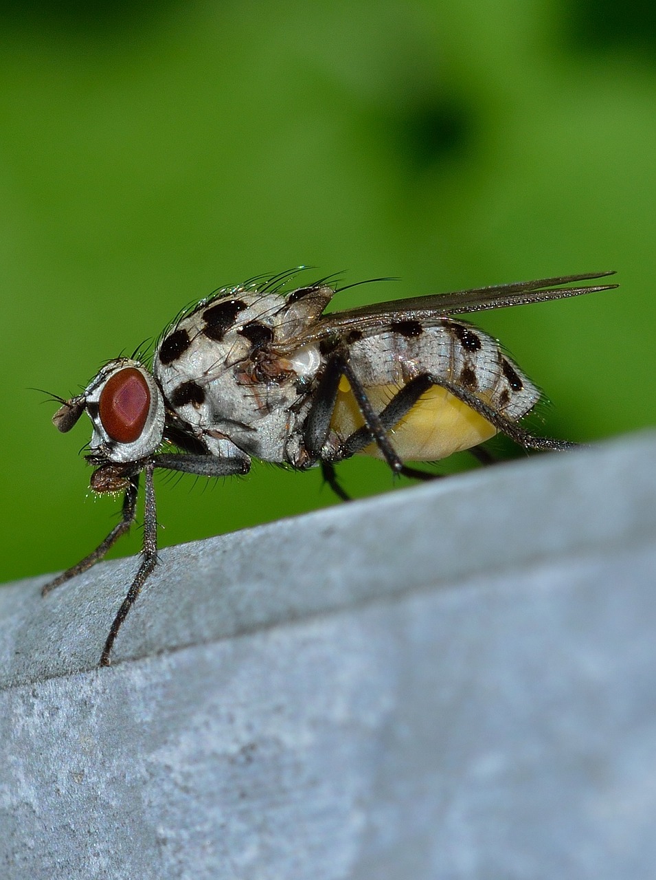 insects diptera moscow free photo