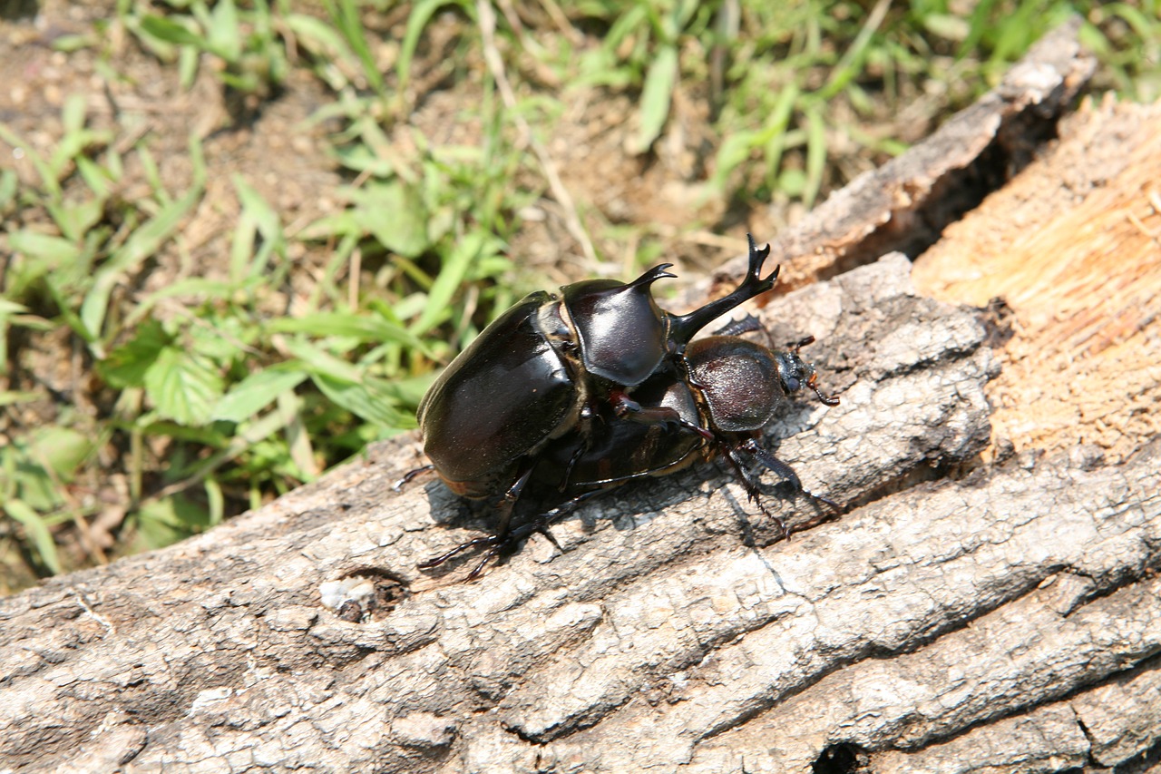 insects beetle forest free photo