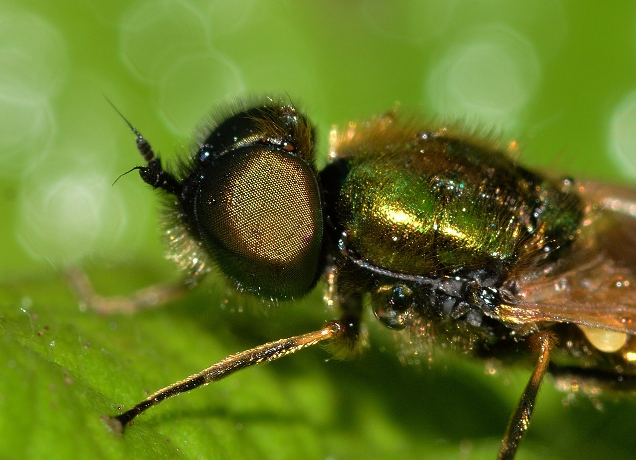 insects diptera chloromyia free photo