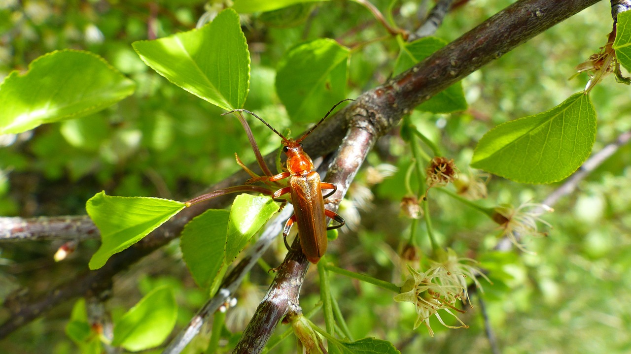 insects nature macro free photo