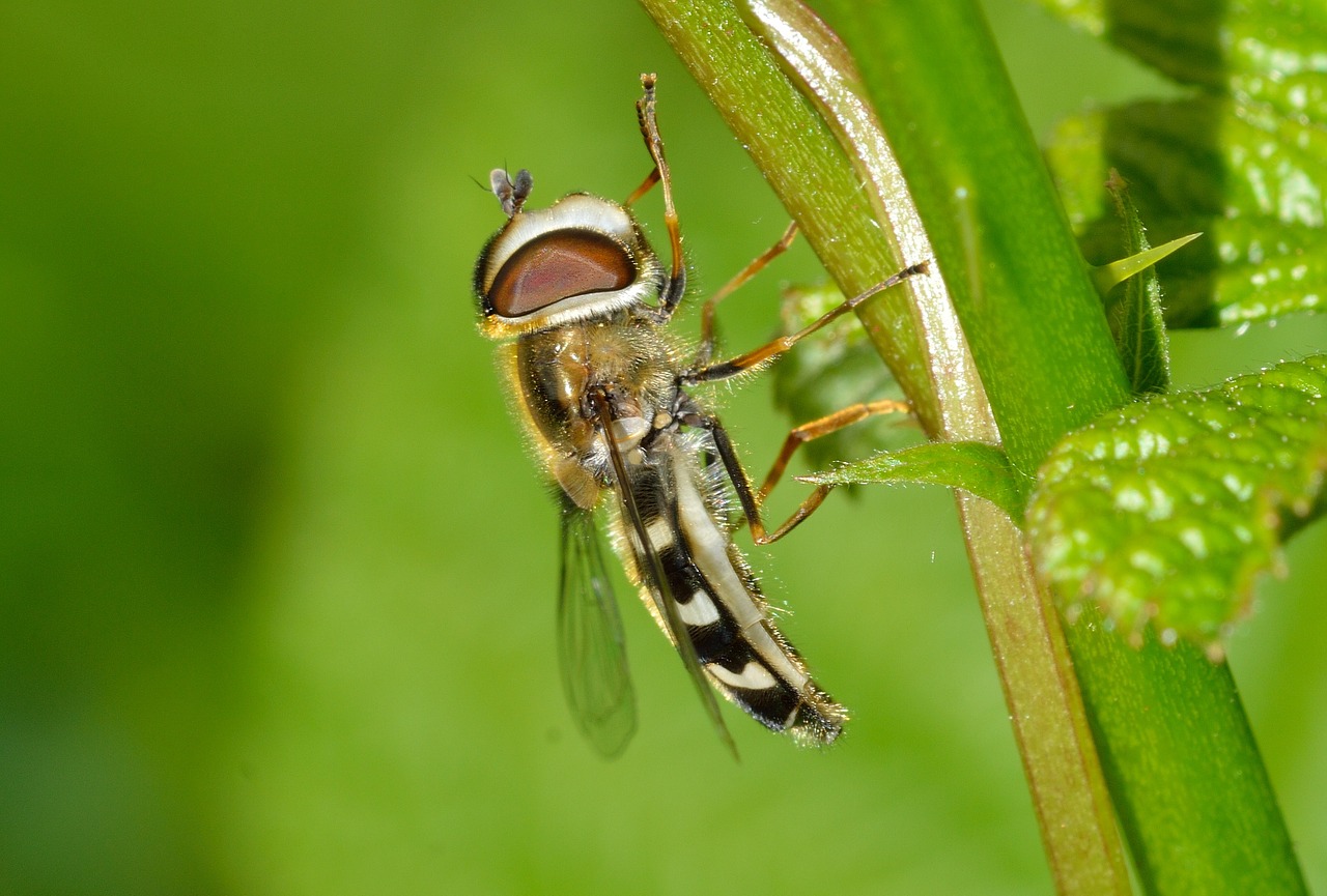 insects diptera scaeva free photo