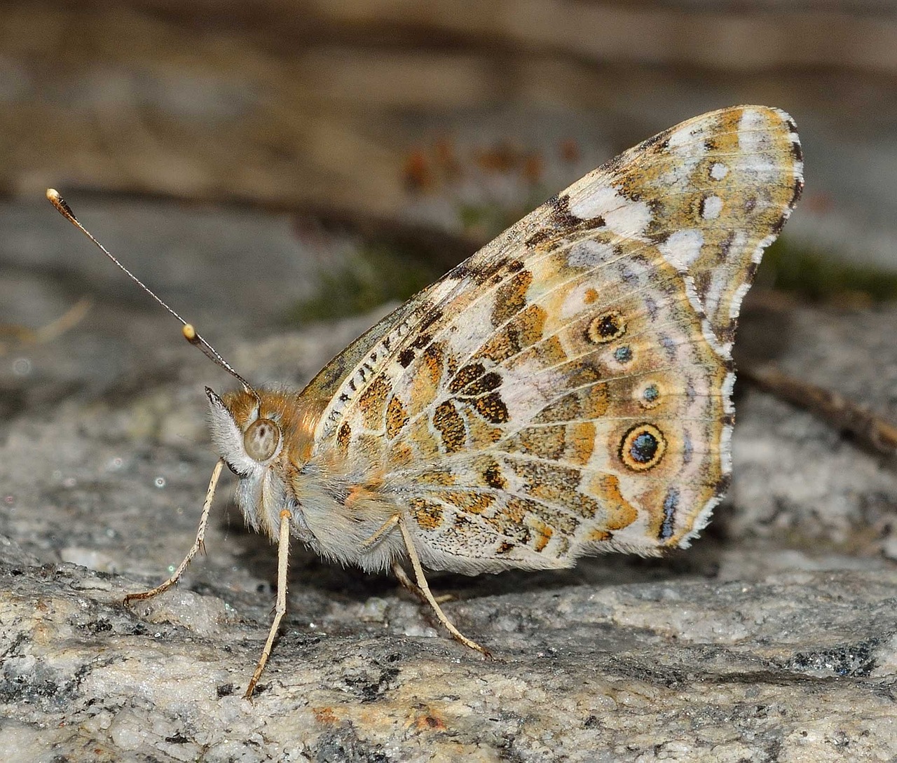 insects lepidoptera butterfly free photo