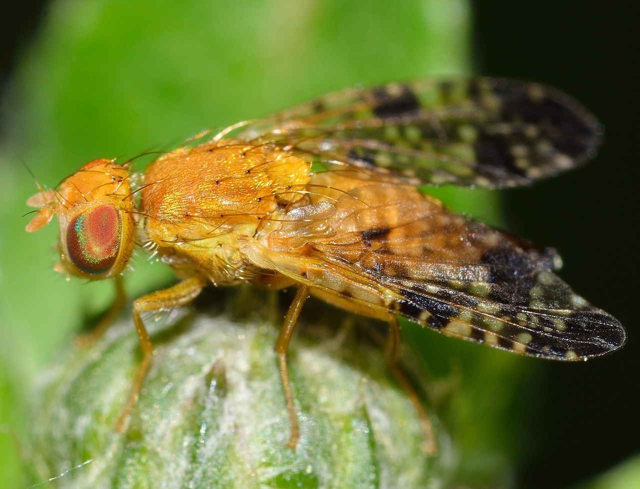 insects diptera tephritis free photo