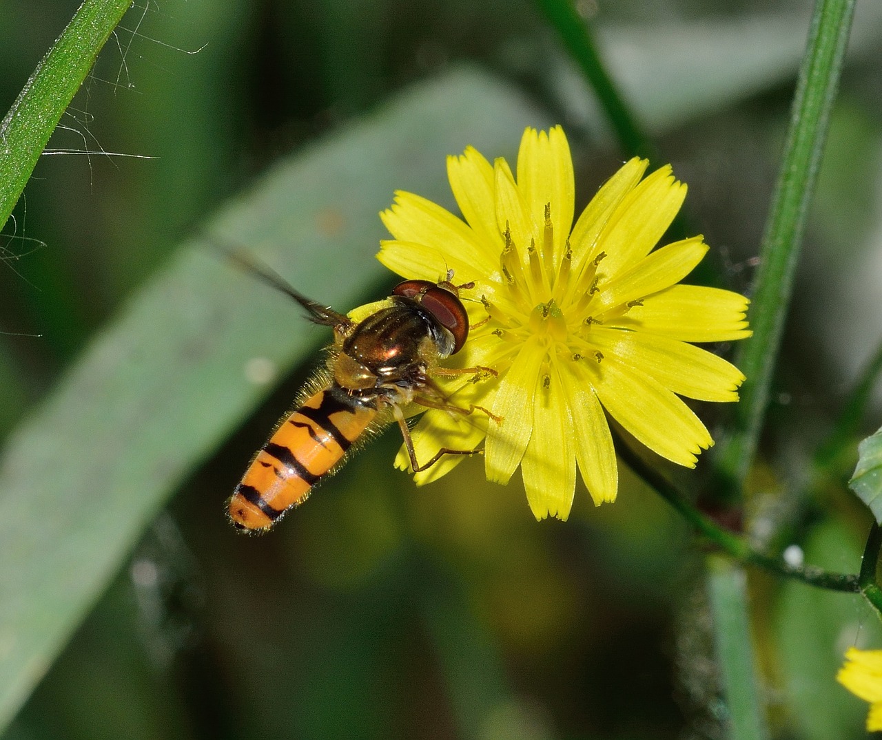 insects diptera episyrphus free photo