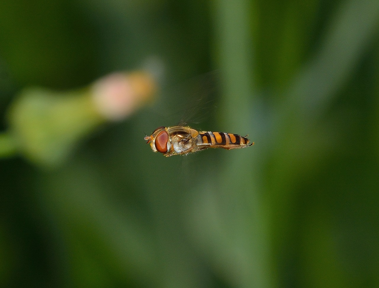 insects diptera episyrphus free photo