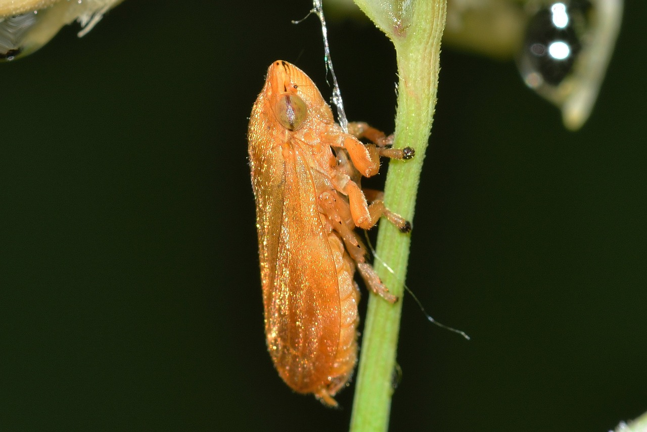 insects hemiptera eurymela free photo