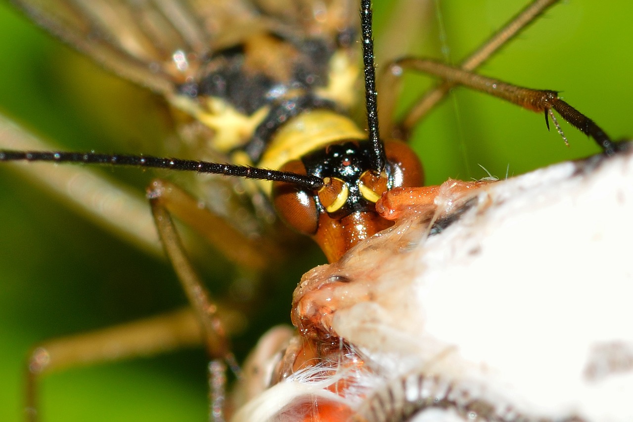 insects mecoptera panorpa free photo