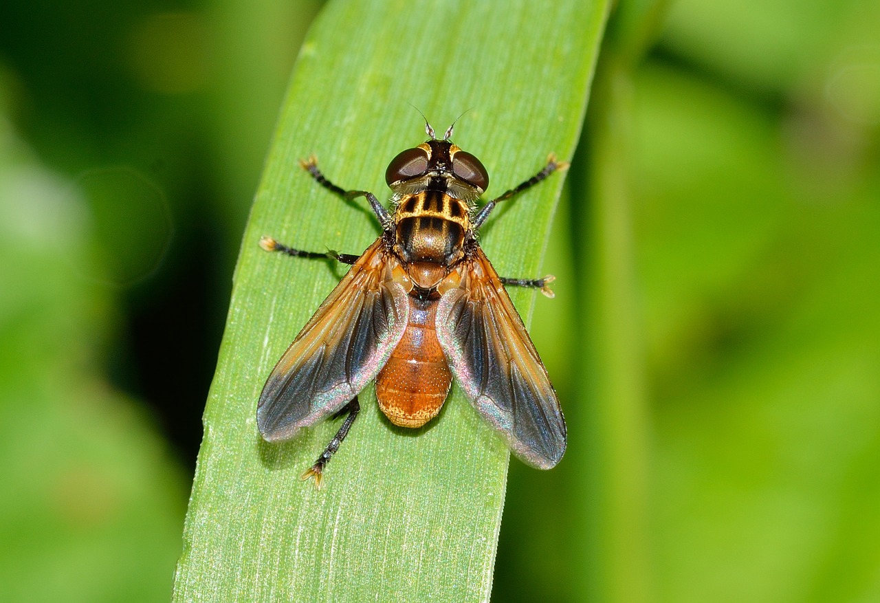 insects diptera ectophasia free photo