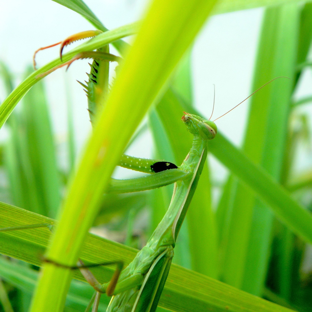 insects mantis religion free photo