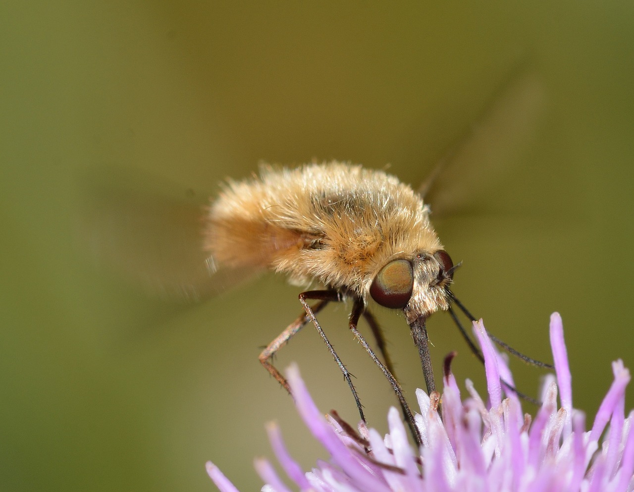 insects diptera bombylius free photo