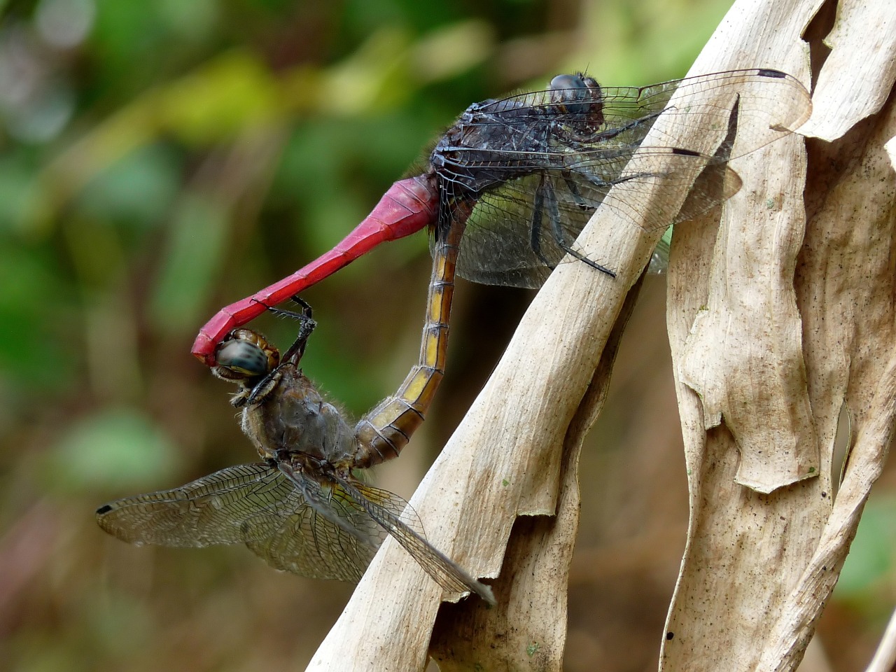 insects insect fly free photo