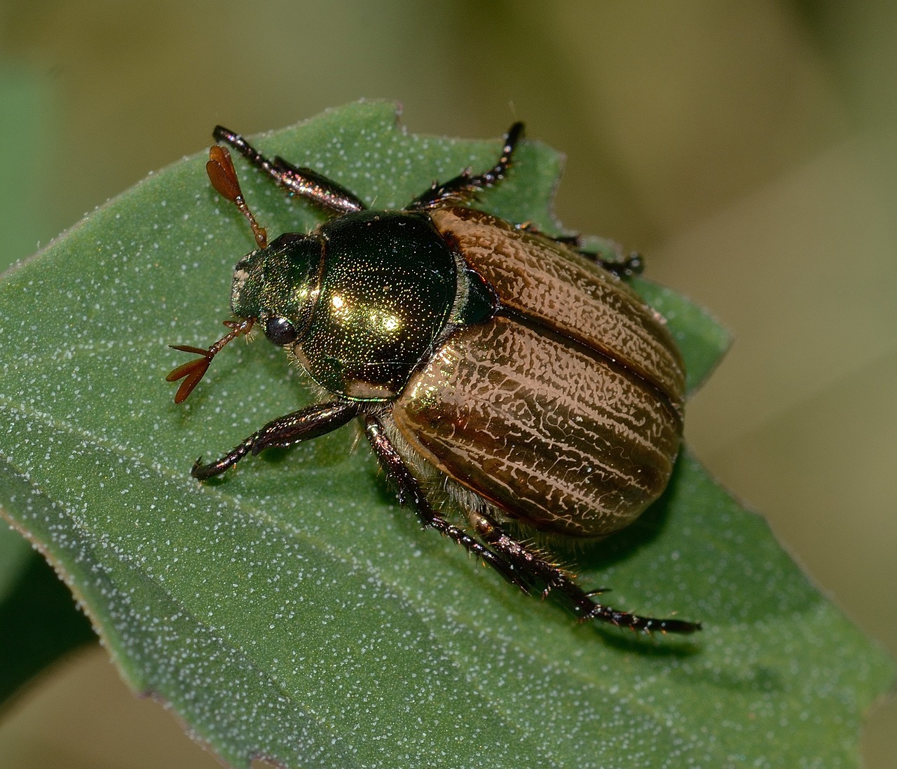 insects beetles mimela free photo