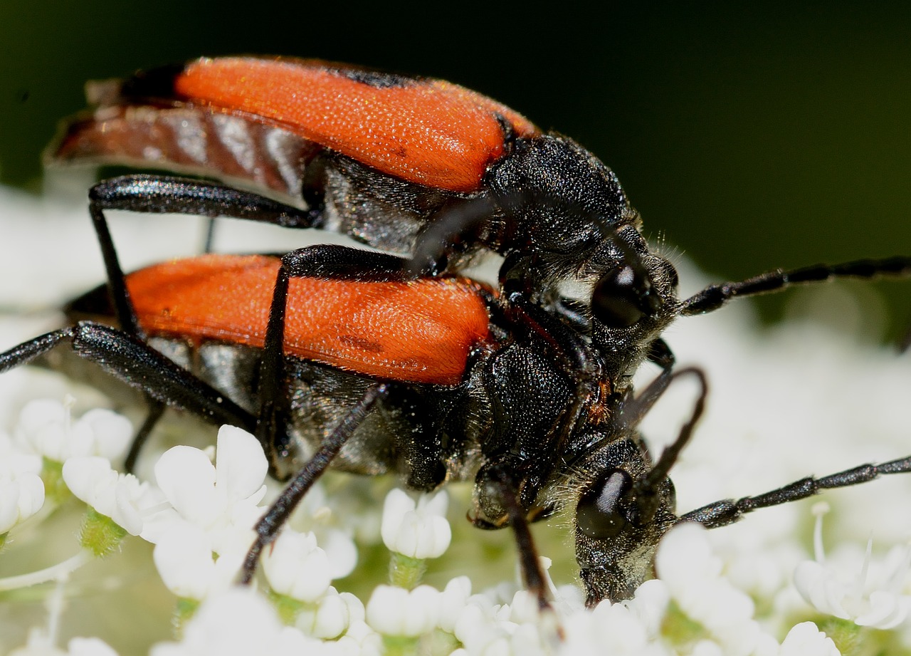 insects beetles stictoleptura free photo