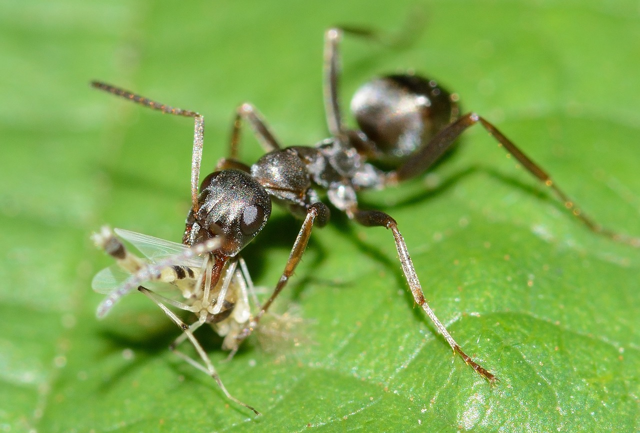 insects ant serviformica free photo