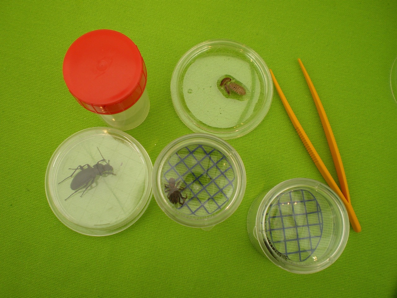 insects experience box-magnifying glass free photo