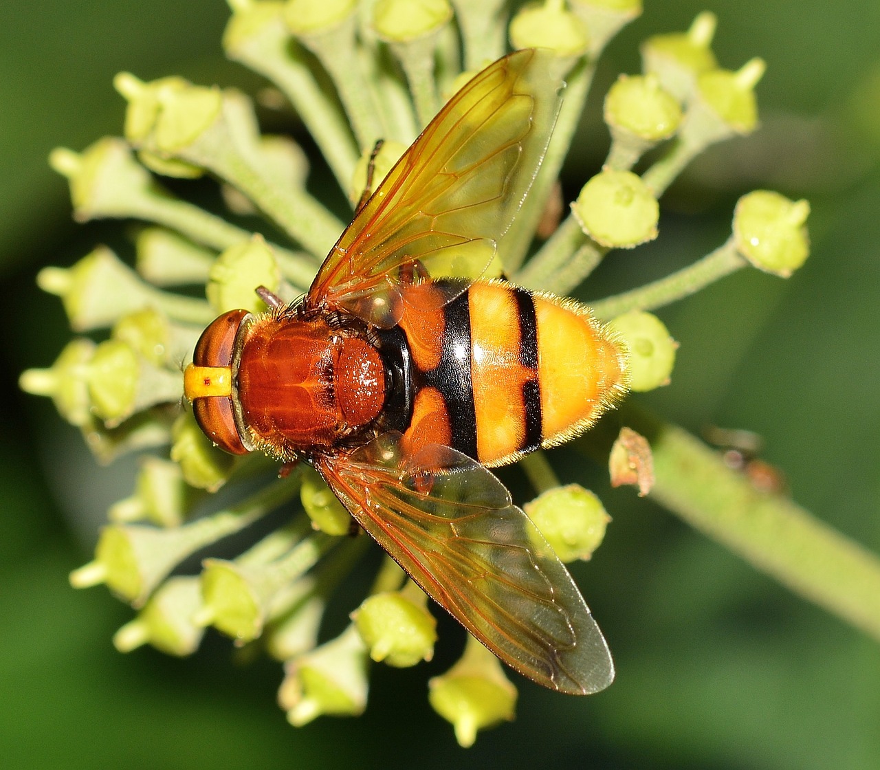 insects brine fly volucella free photo