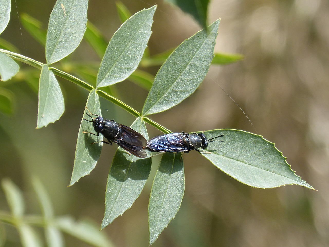 insects mating copulation blackfly free photo