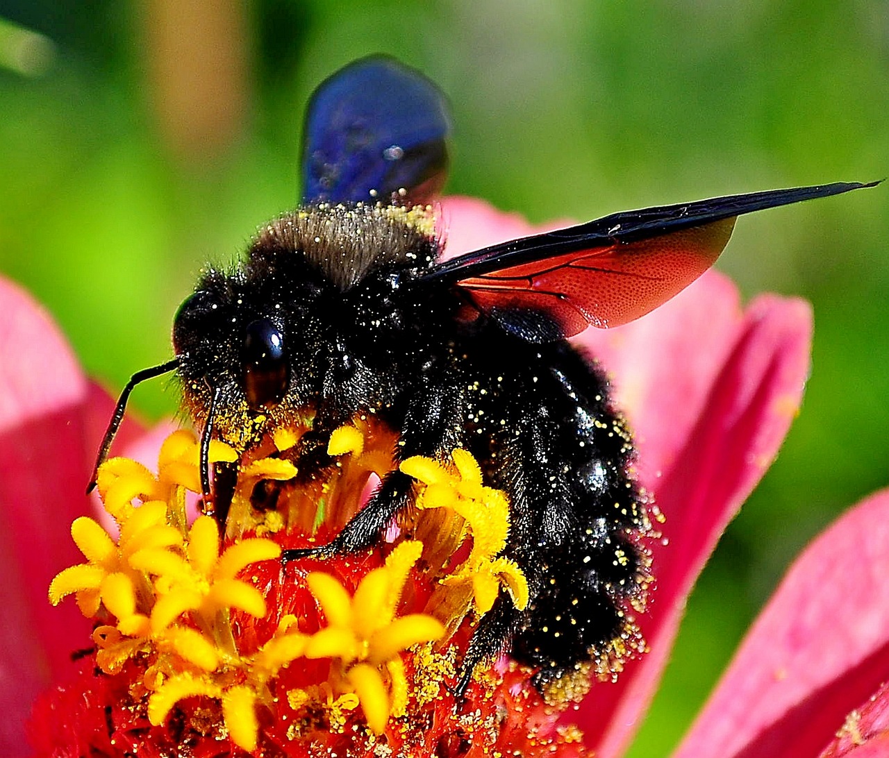 insects on the flower drvodělka purple bumble-bee free photo