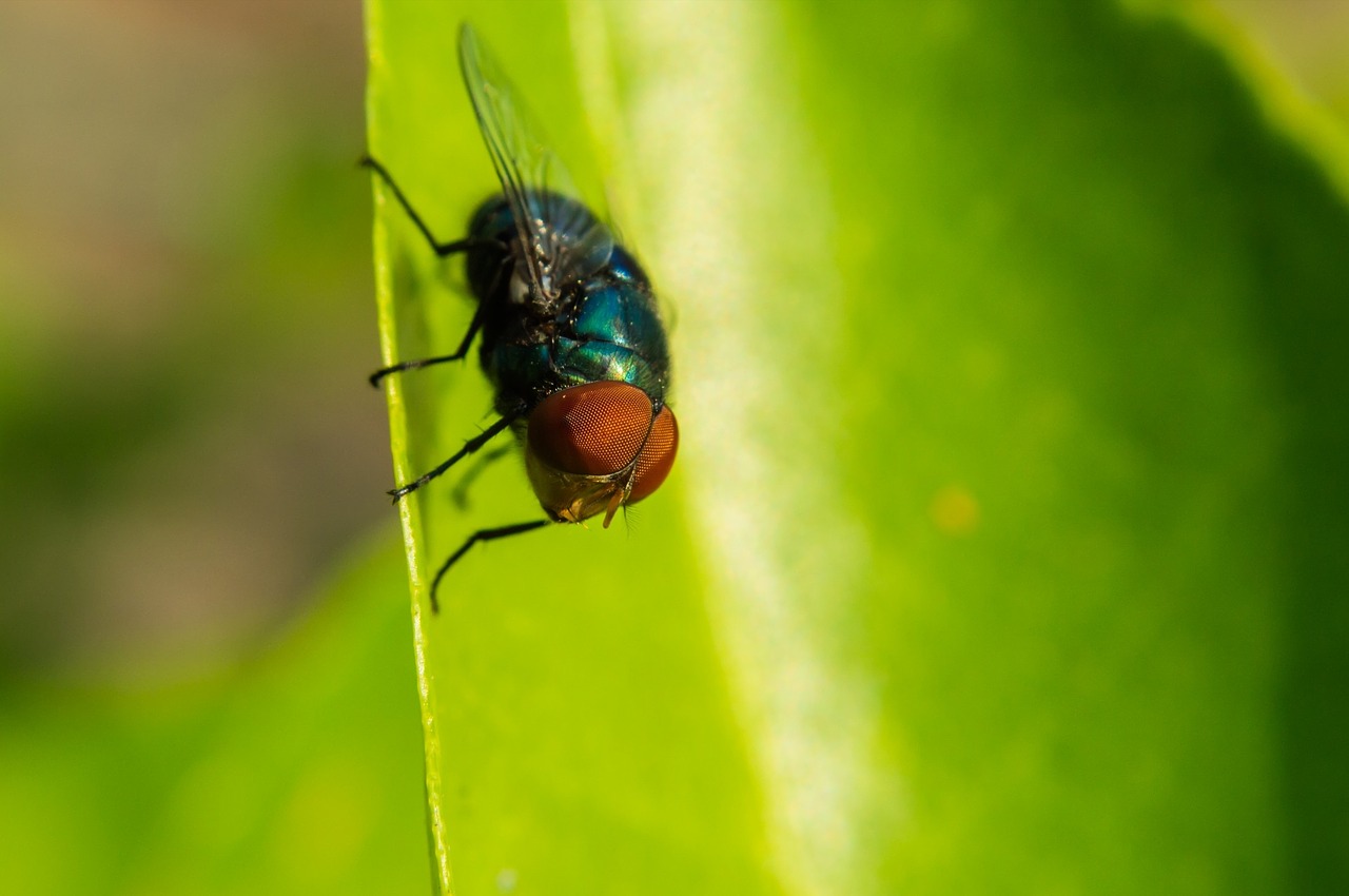 insects oval insects poultry free photo