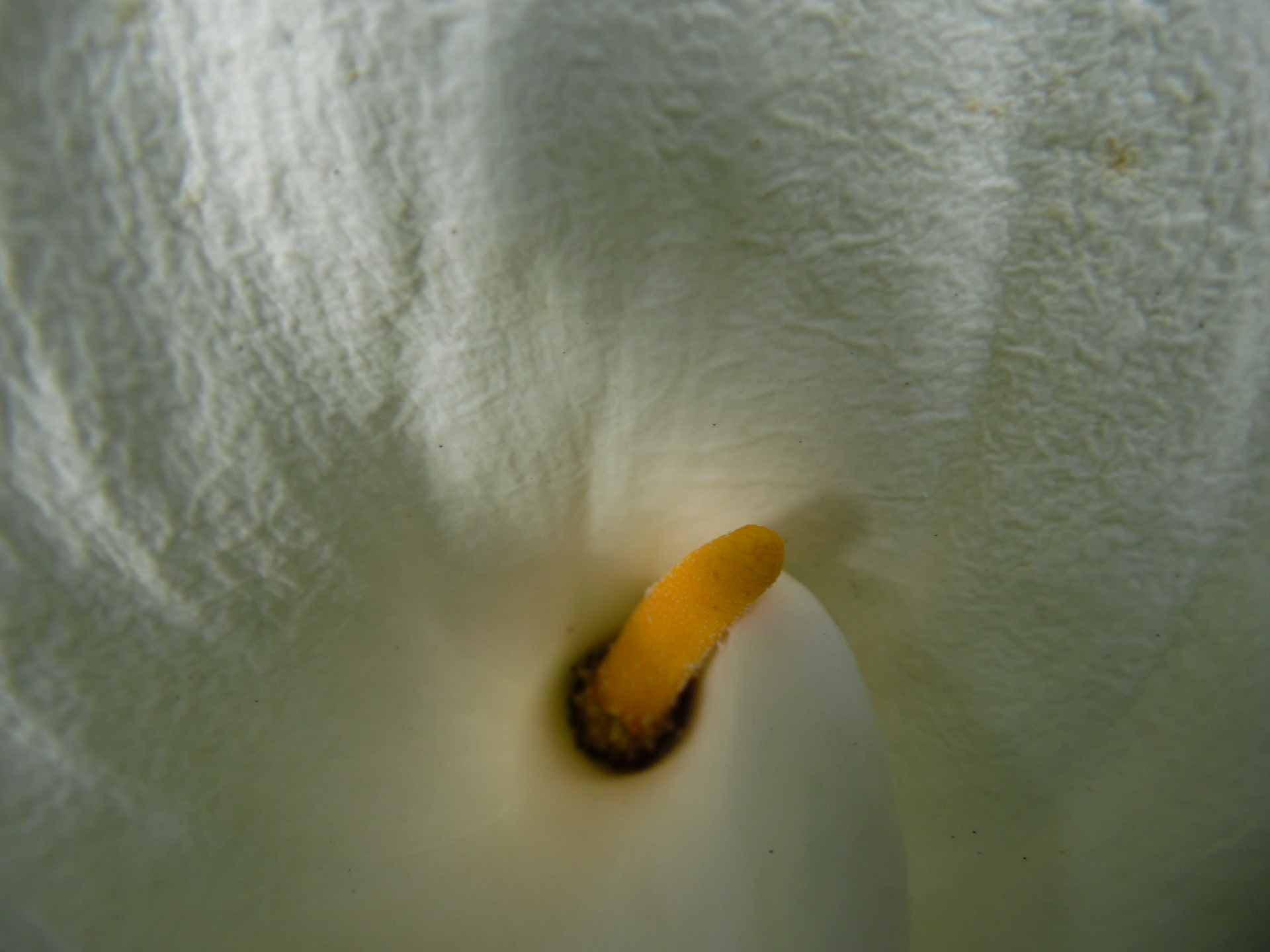 calla lily flower plants free photo