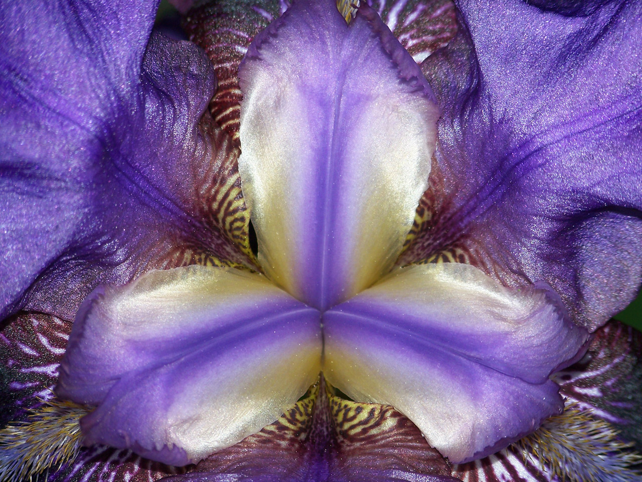 iris flower spring free photo