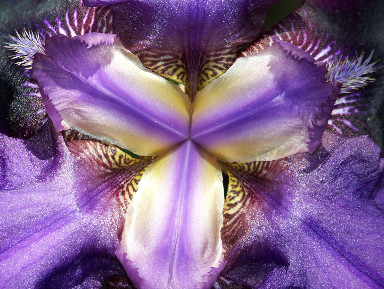 iris flower spring free photo