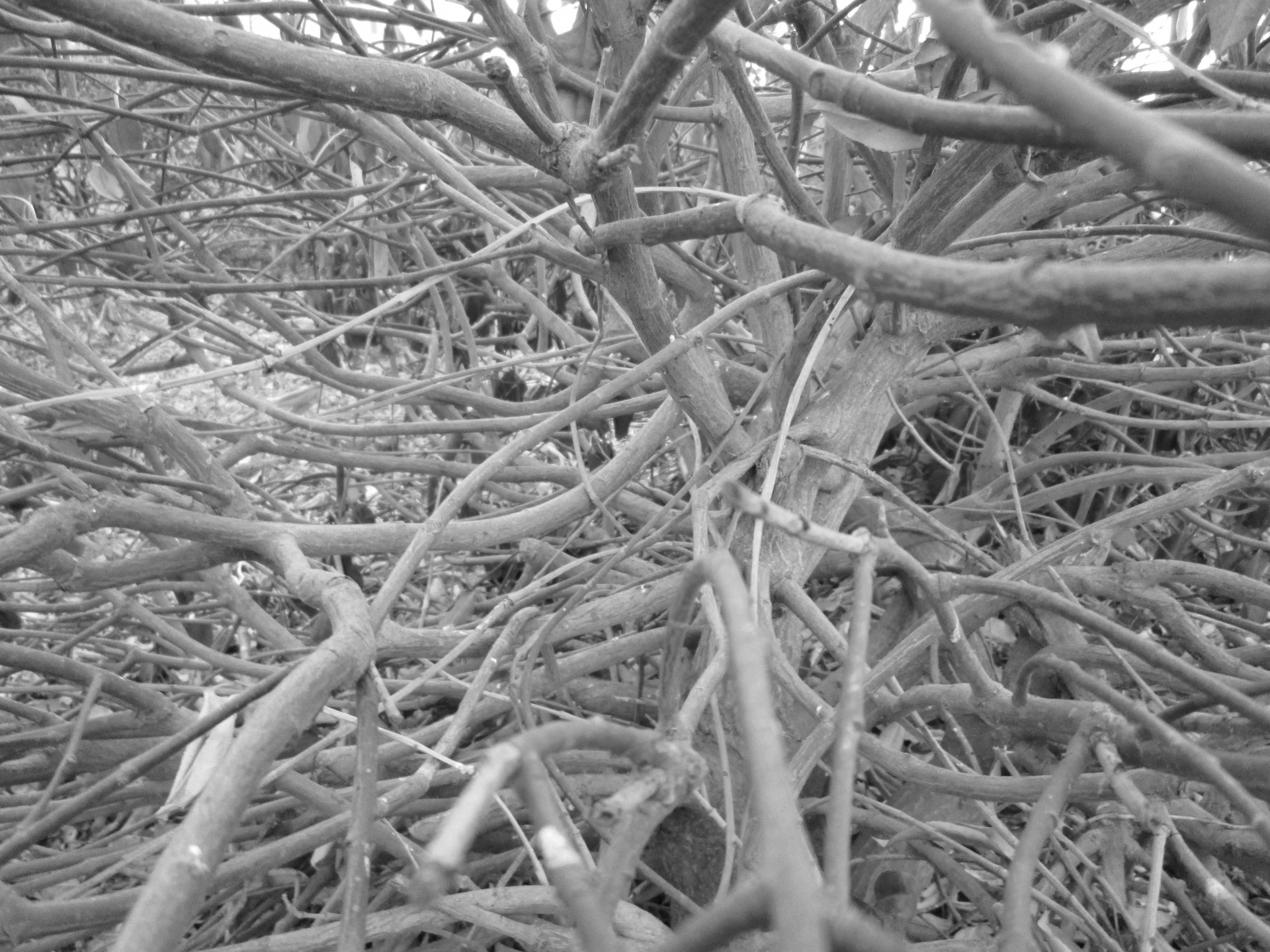 bush plant perspective free photo