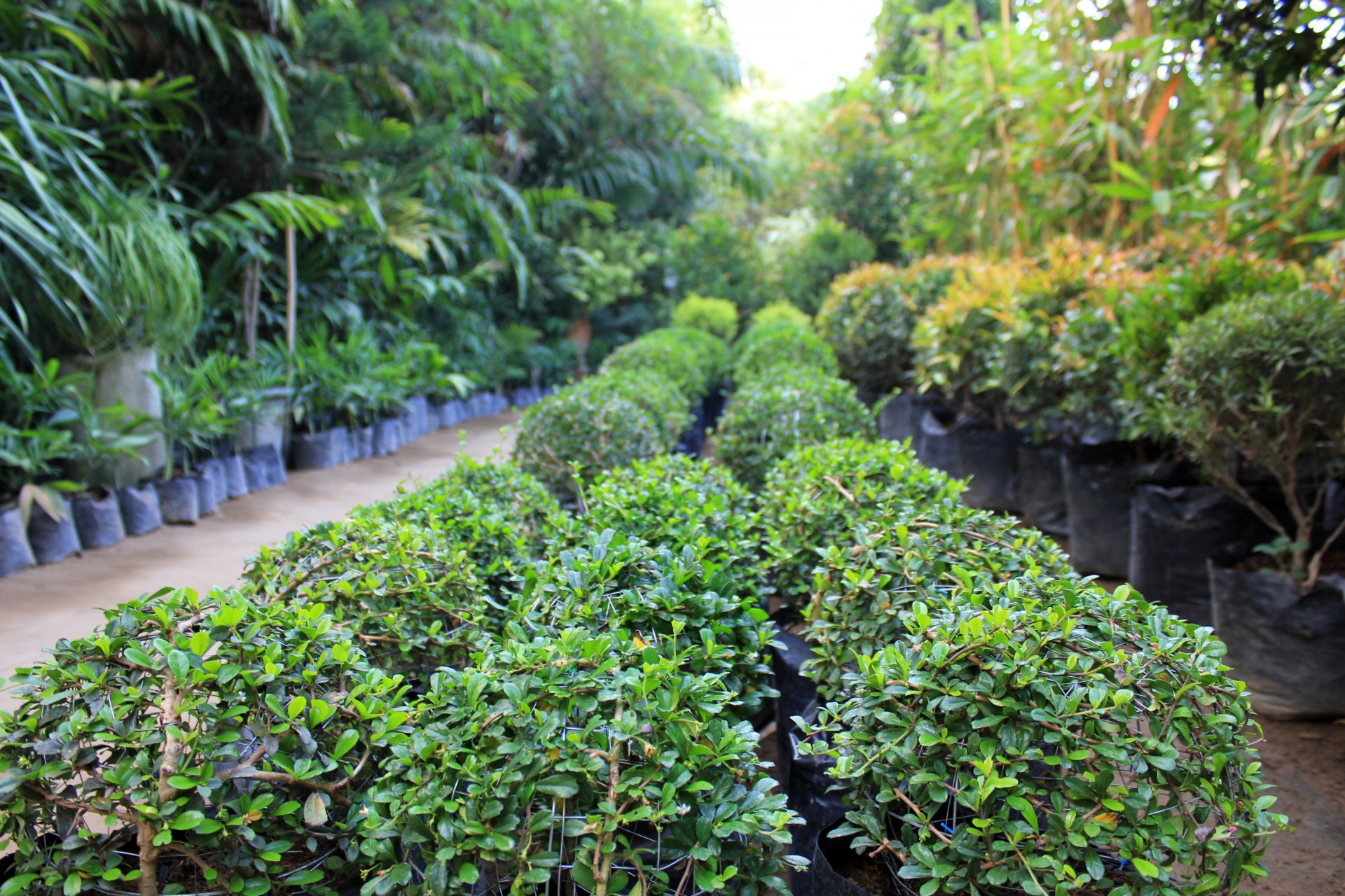 inside green house green plants free photo