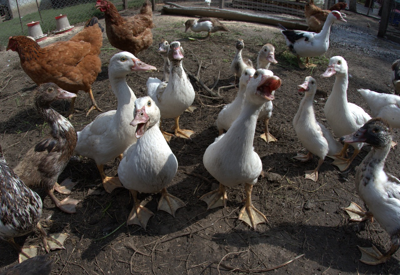 installments  chickens  backyard free photo