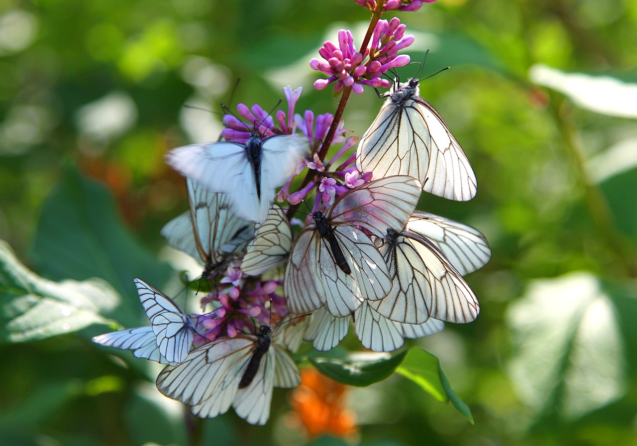 instinct butterfly spring free photo