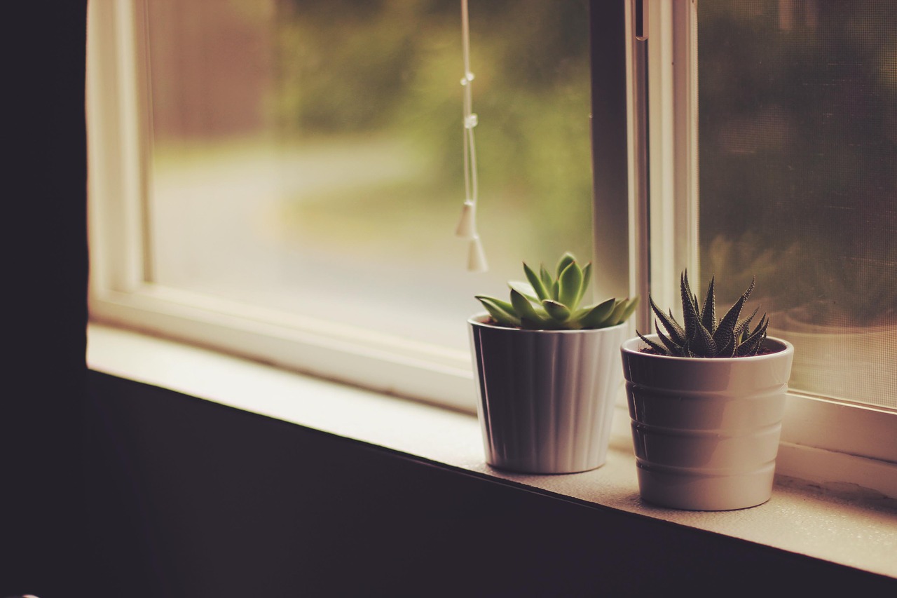 interior flower plants free photo