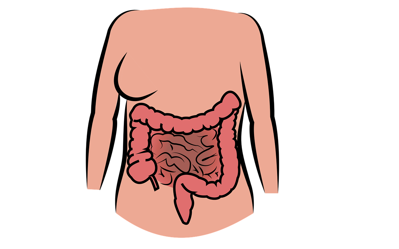 intestine human body the digestive system free photo