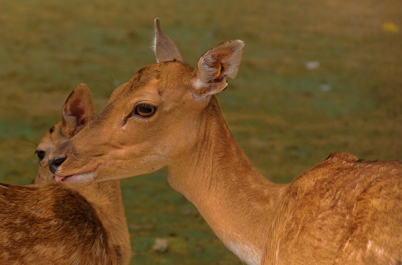 intimacy deer motherly love free photo