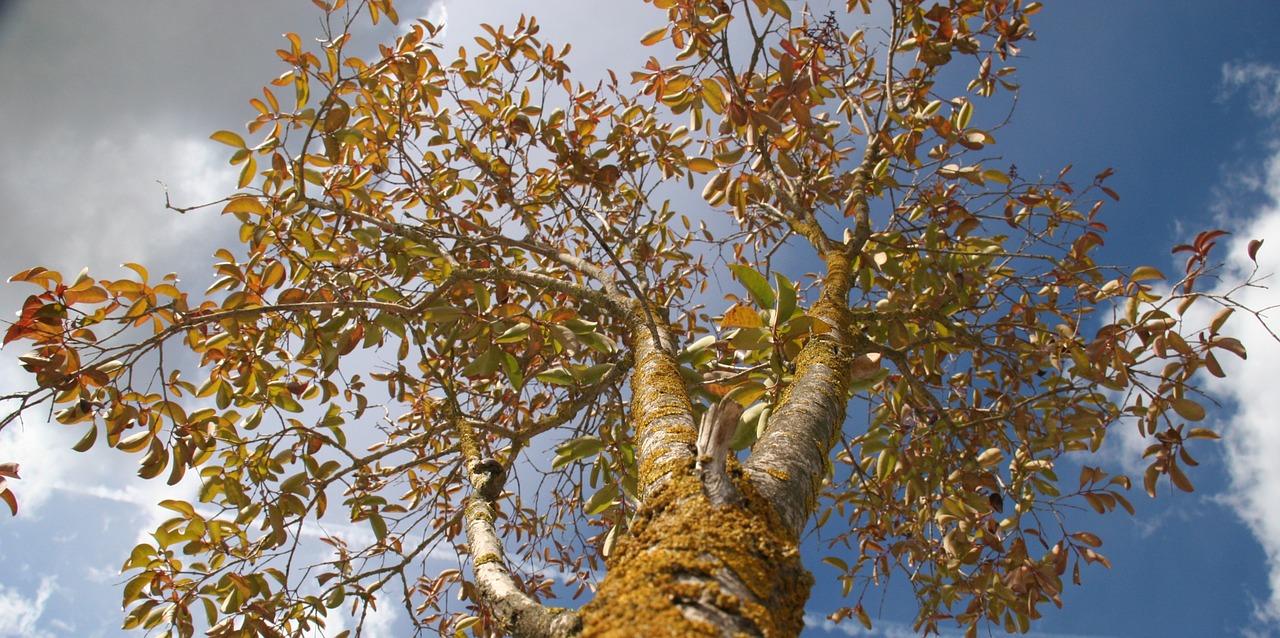 into the sky leaves branches free photo