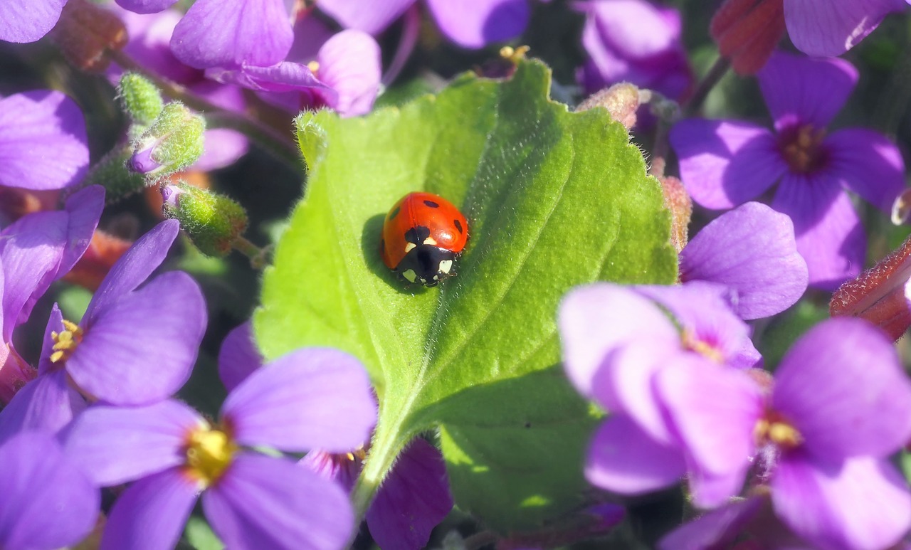 insect nature live free photo