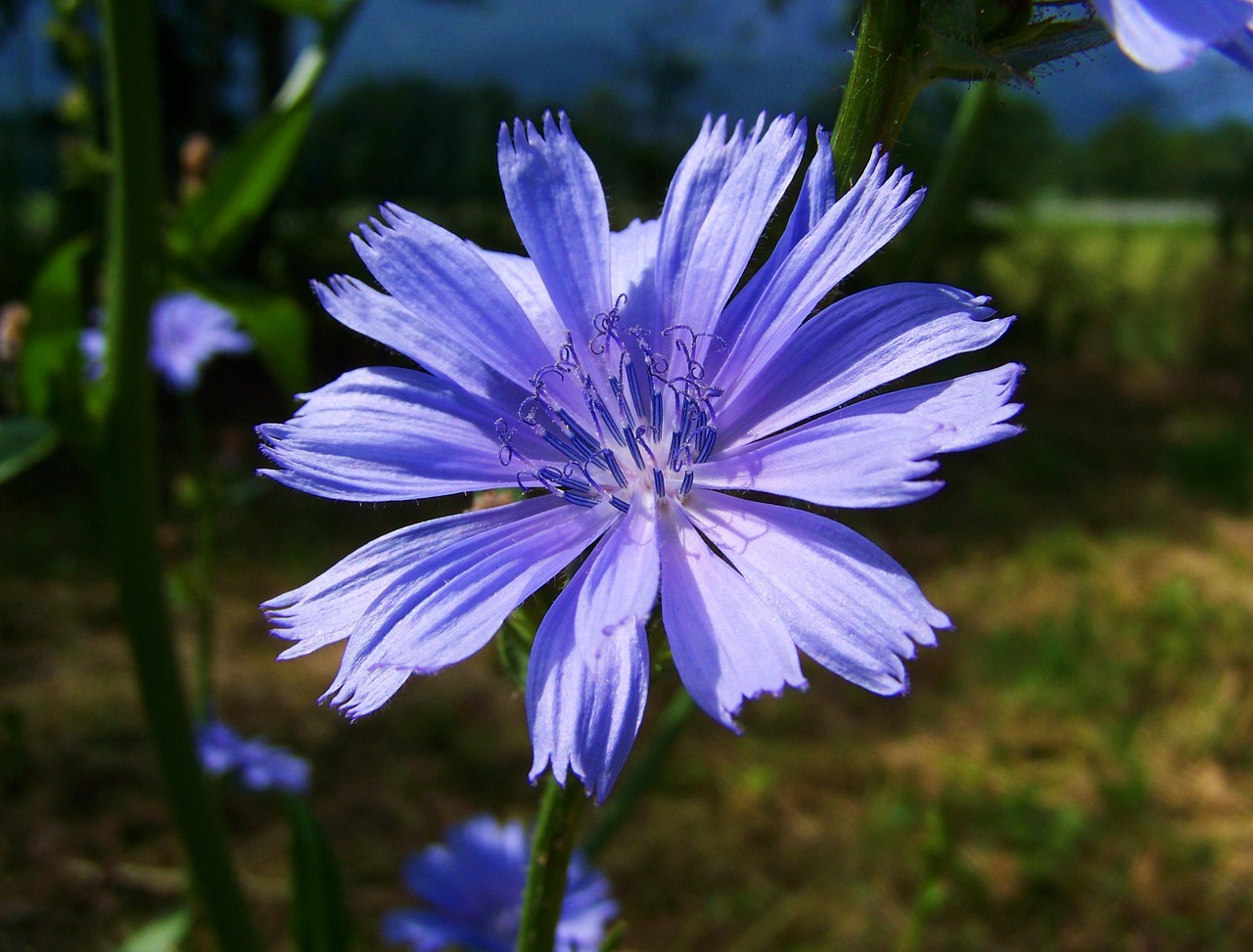 intybus chicory stalk light blue flower meadow flower free photo
