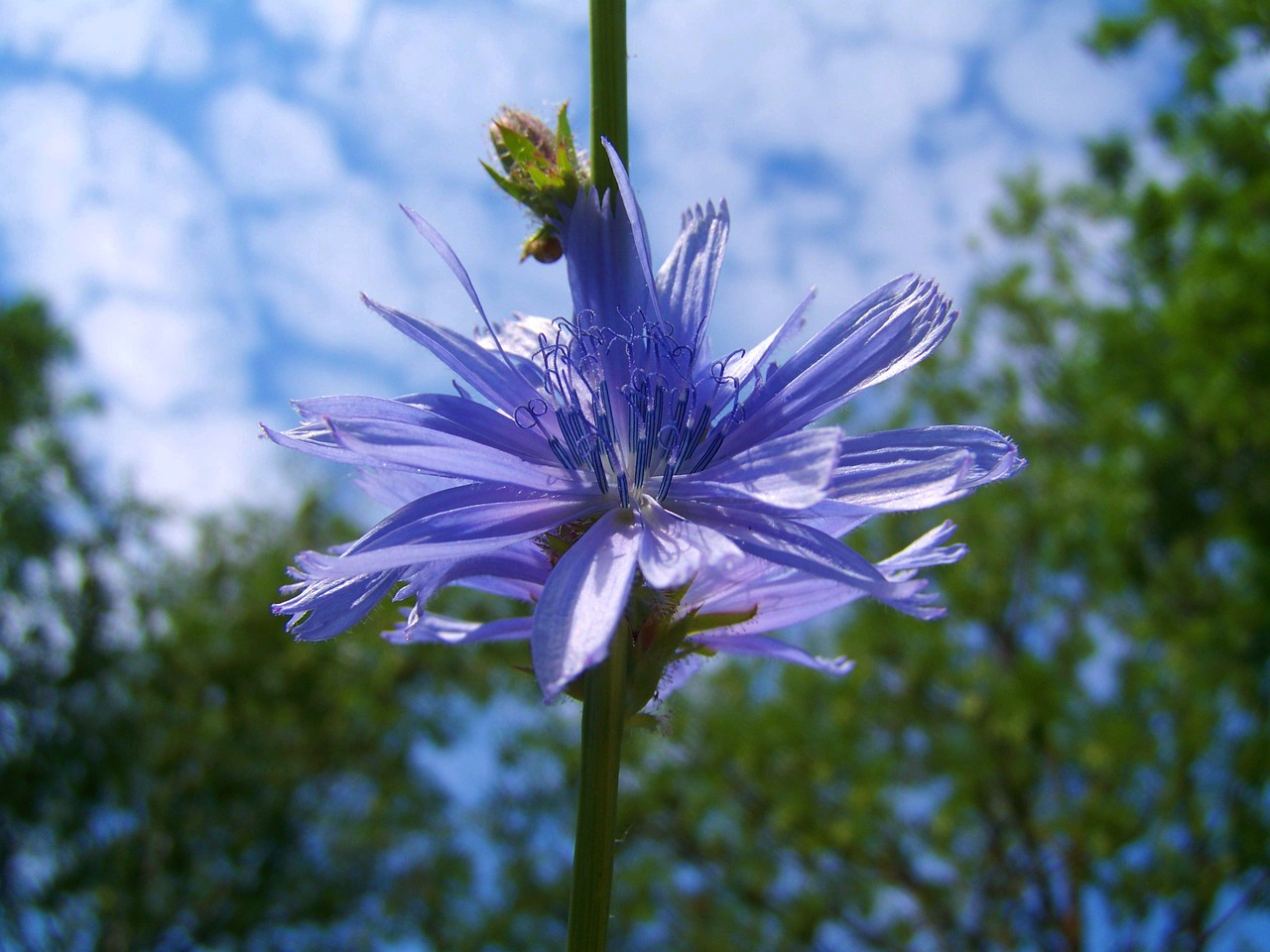 intybus chicory stalk light blue wildflower meadow flower free photo