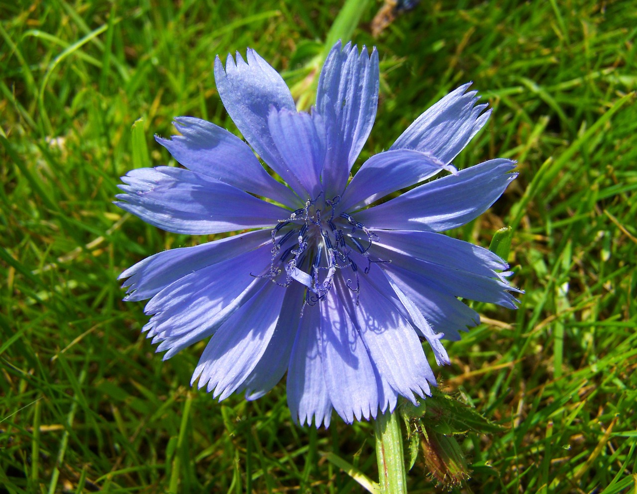 intybus chicory stalk light blue wildflower meadow flower free photo