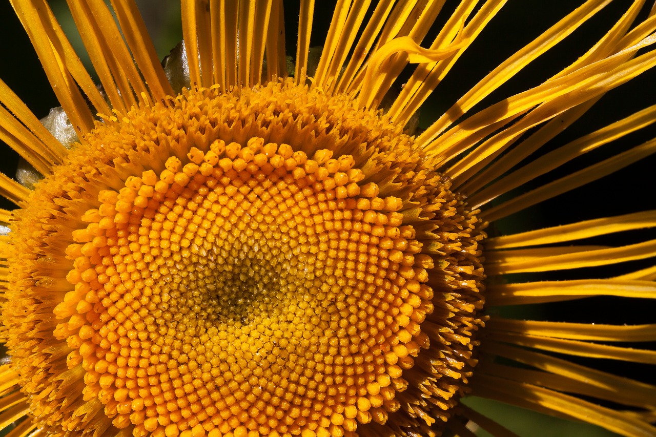 inula flower yellow free photo