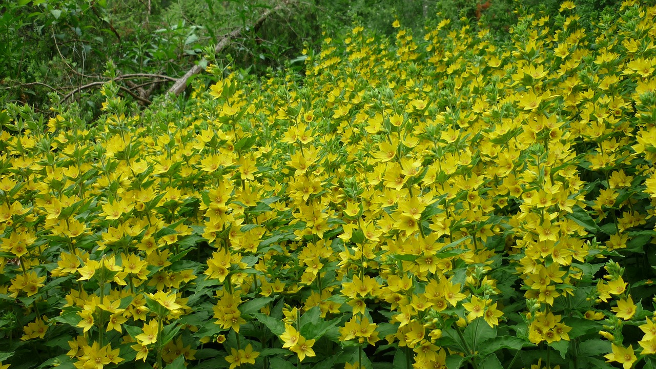 inula wild gold yellow flowers carpet free photo