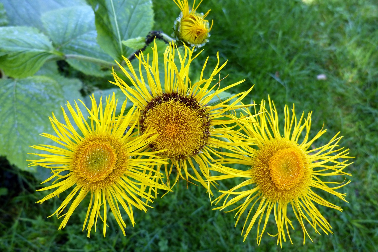 inula flower flowers free photo