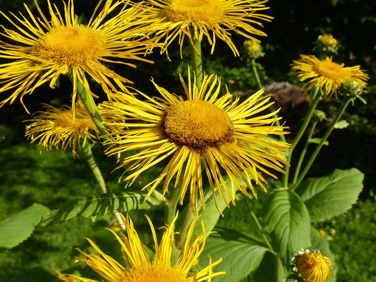 inula flower flowers free photo