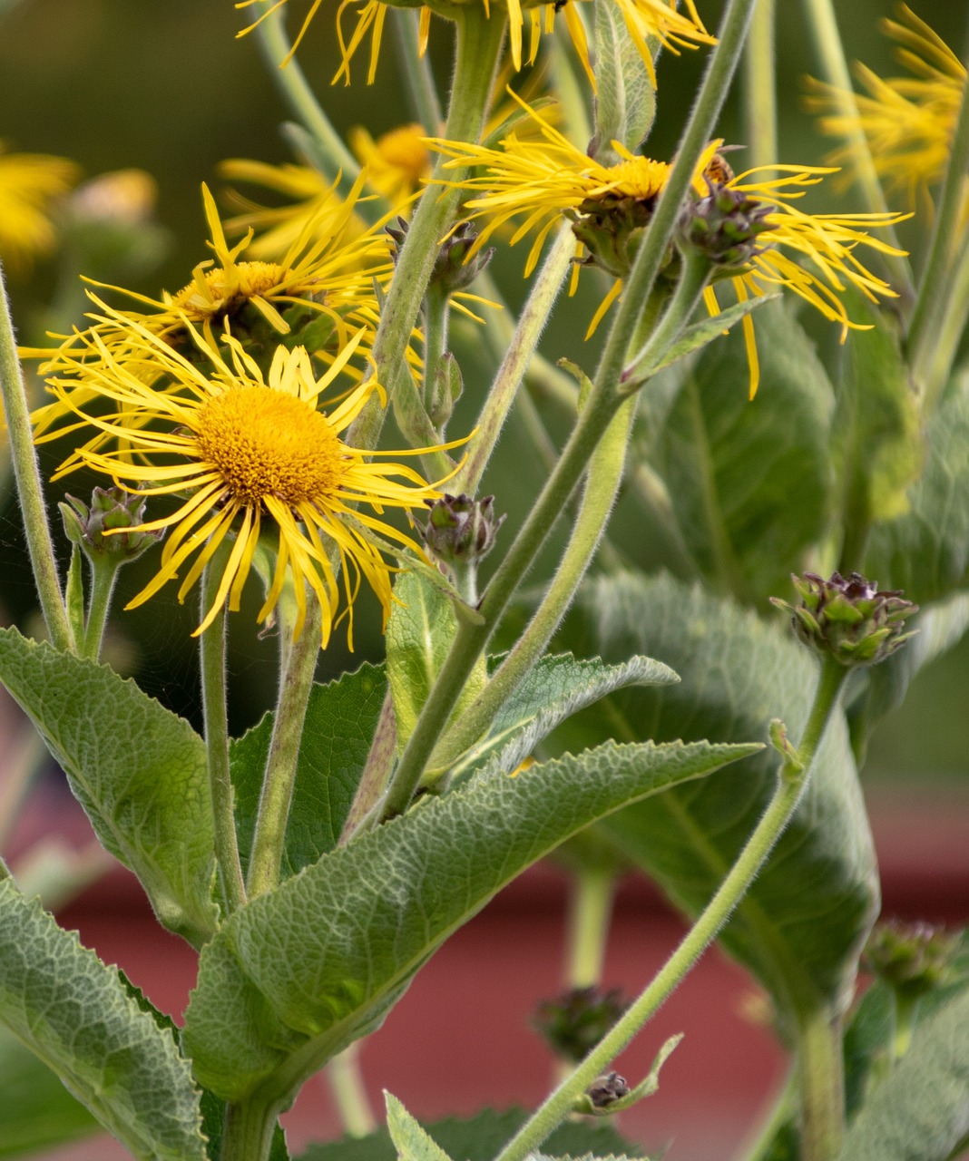 inula helenium  lægealant  medicinal plant free photo