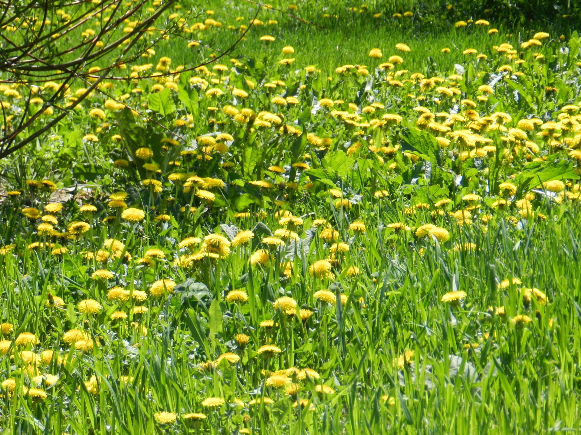 flowers dandelion weed free photo