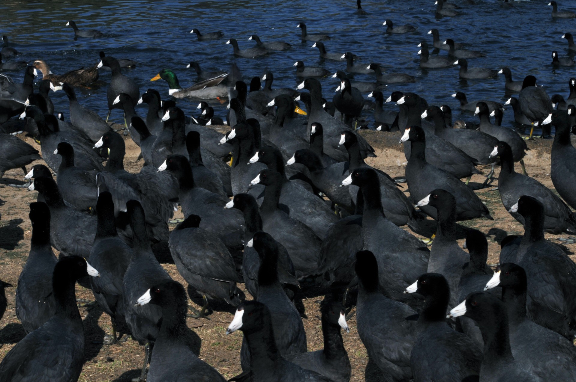 coot coots american coots free photo