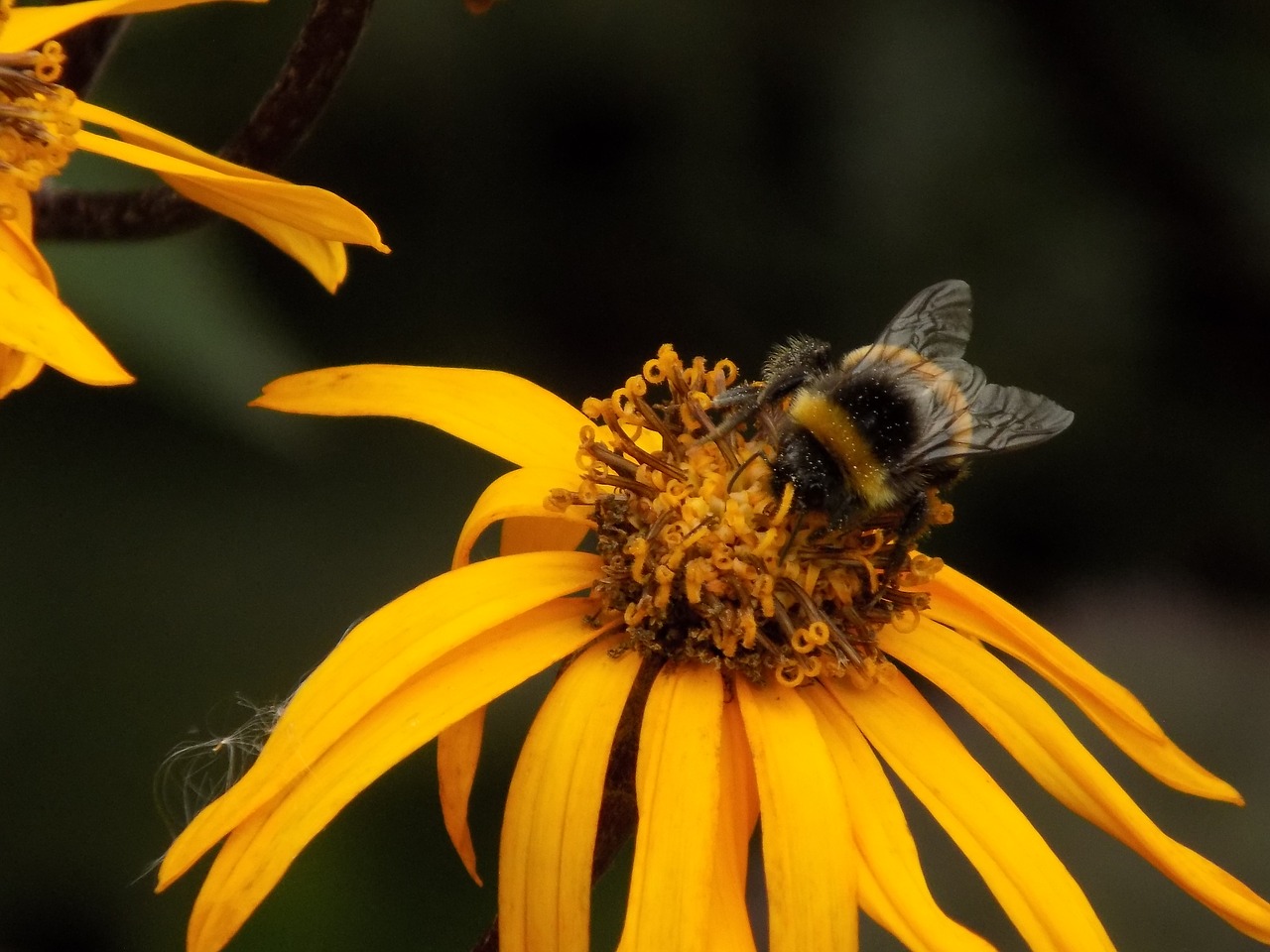 inverness botanic gardens bee free photo