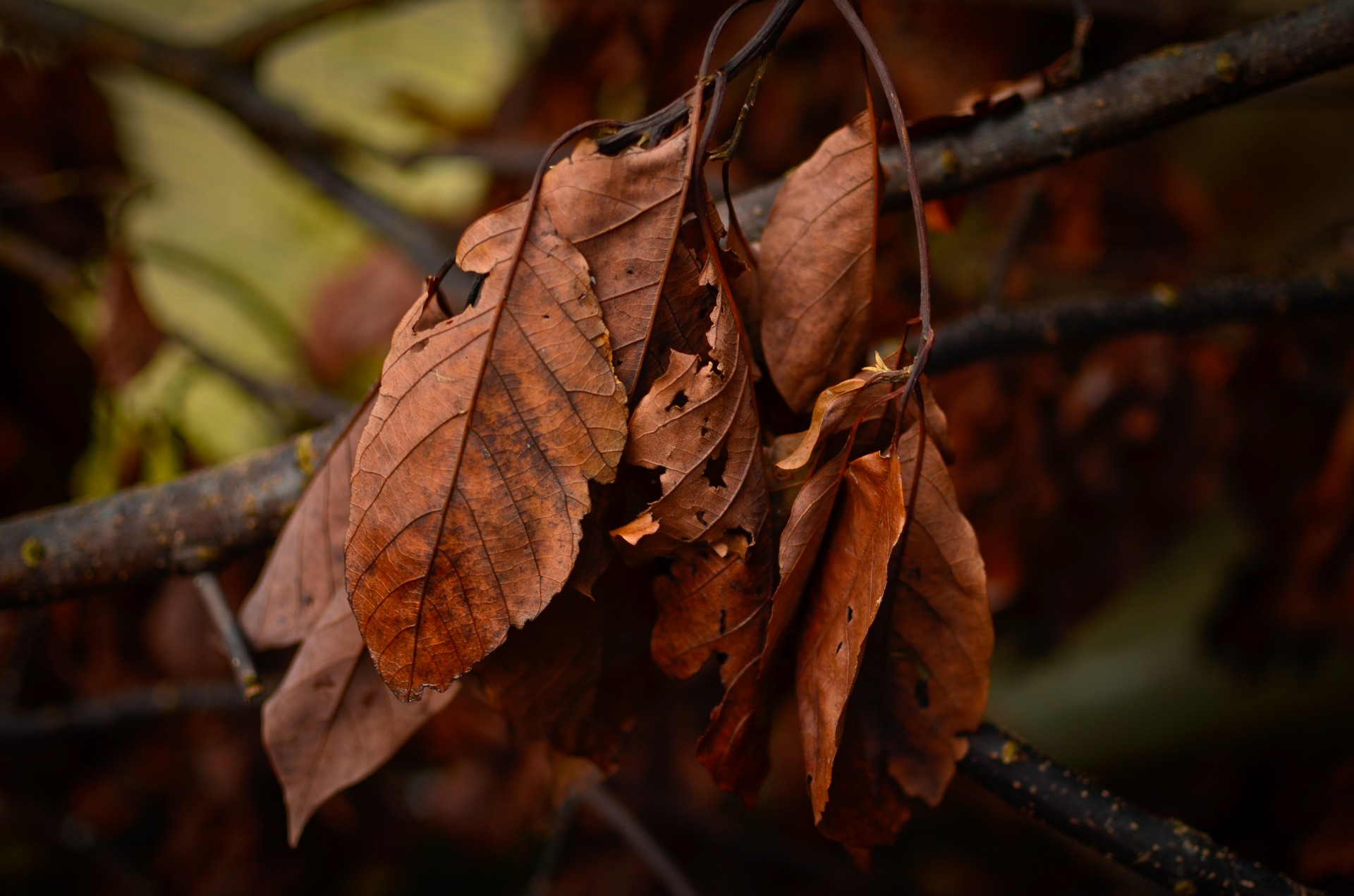 winter south dry leaf winter in the south free photo