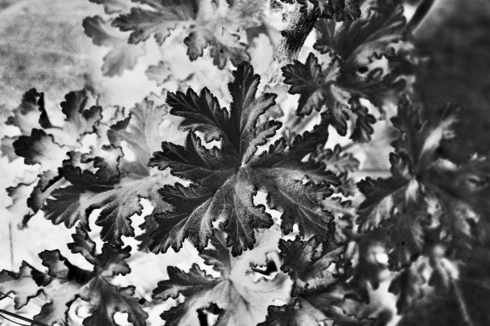 leaf shapes patters free photo