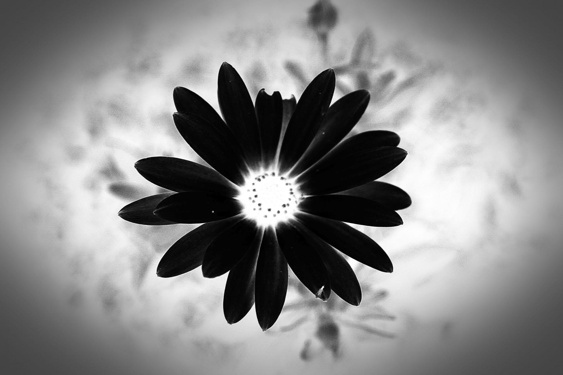 flower black abstract free photo